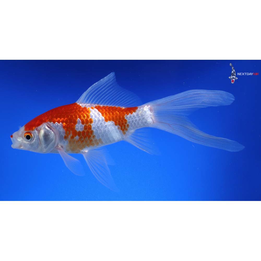 7” Sarasa Comet - Image 2