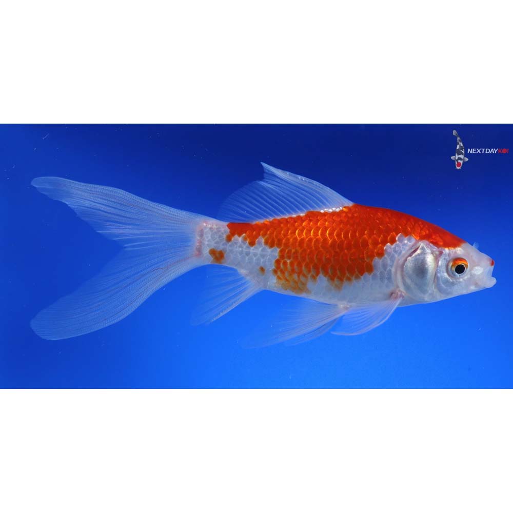 7” Sarasa Comet - Image 3