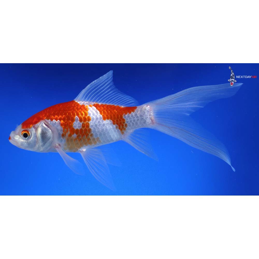 7” Sarasa Comet - Image 4