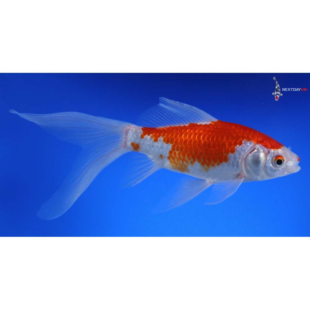 7” Sarasa Comet - Image 5