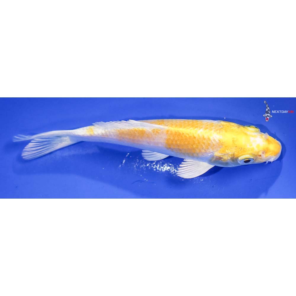 5” Imported Lemon Hariwake - Image 2