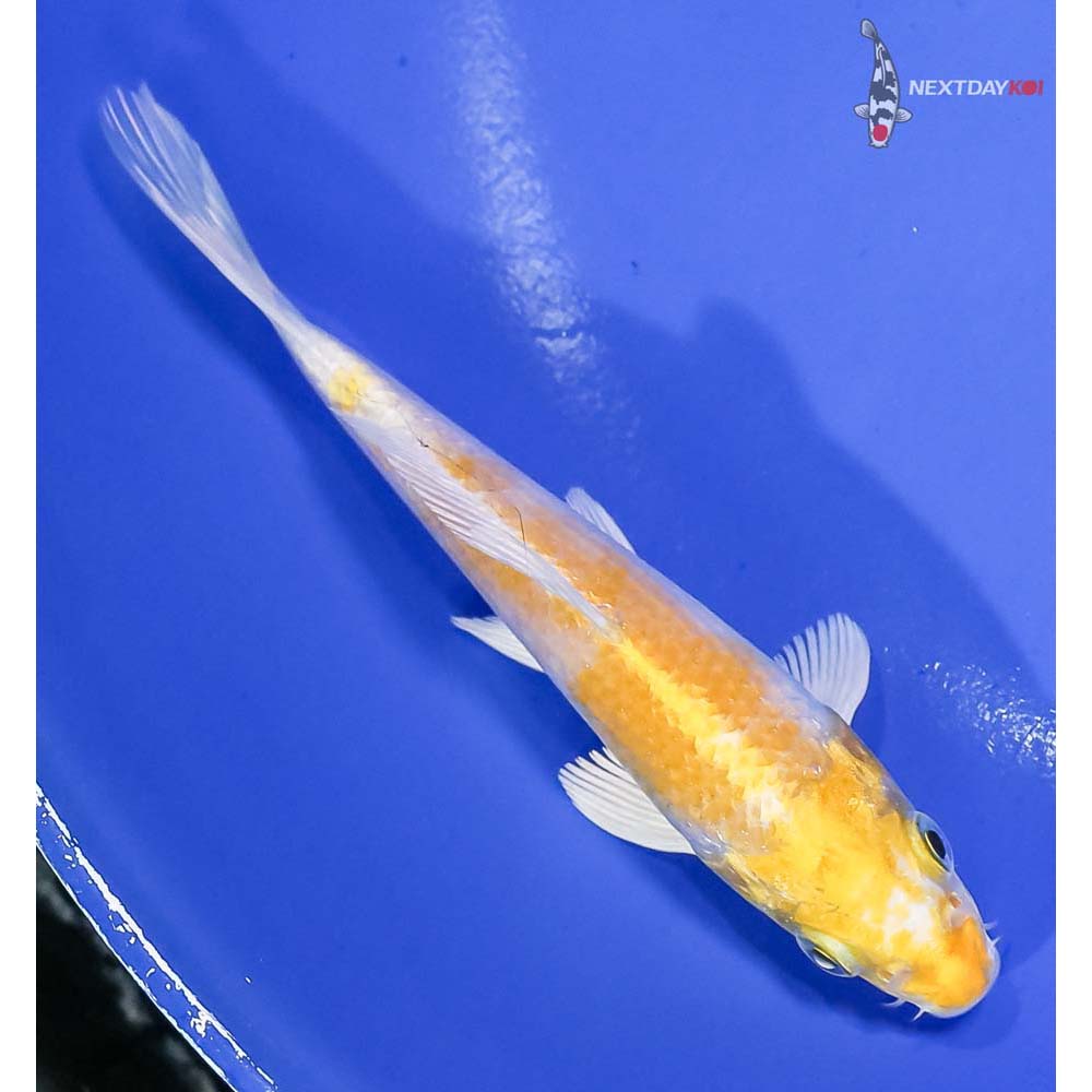 5” Imported Lemon Hariwake - Image 3