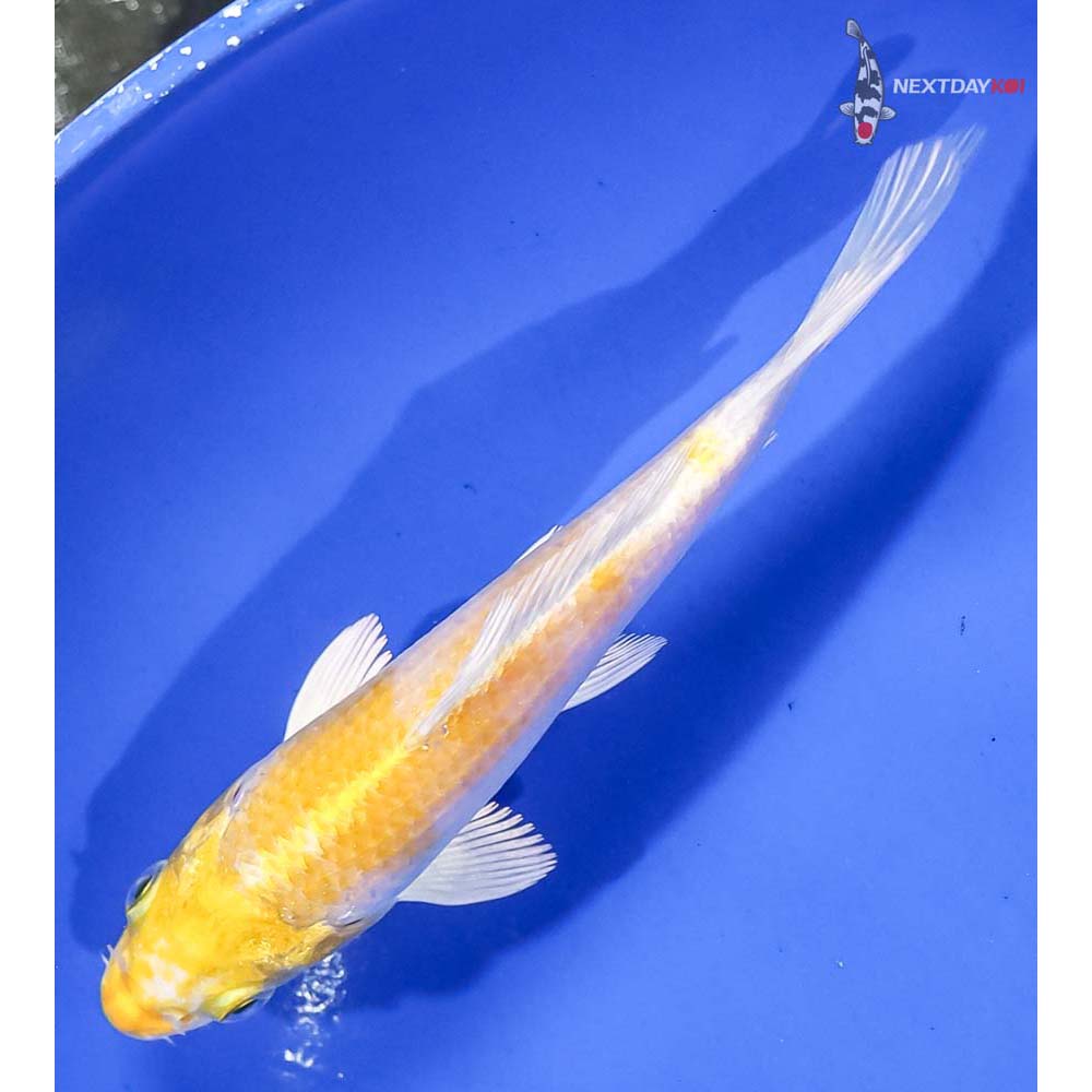 5” Imported Lemon Hariwake - Image 5
