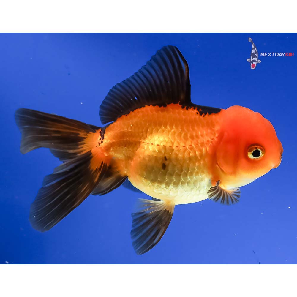 4.5” Imported Red and Black Oranda