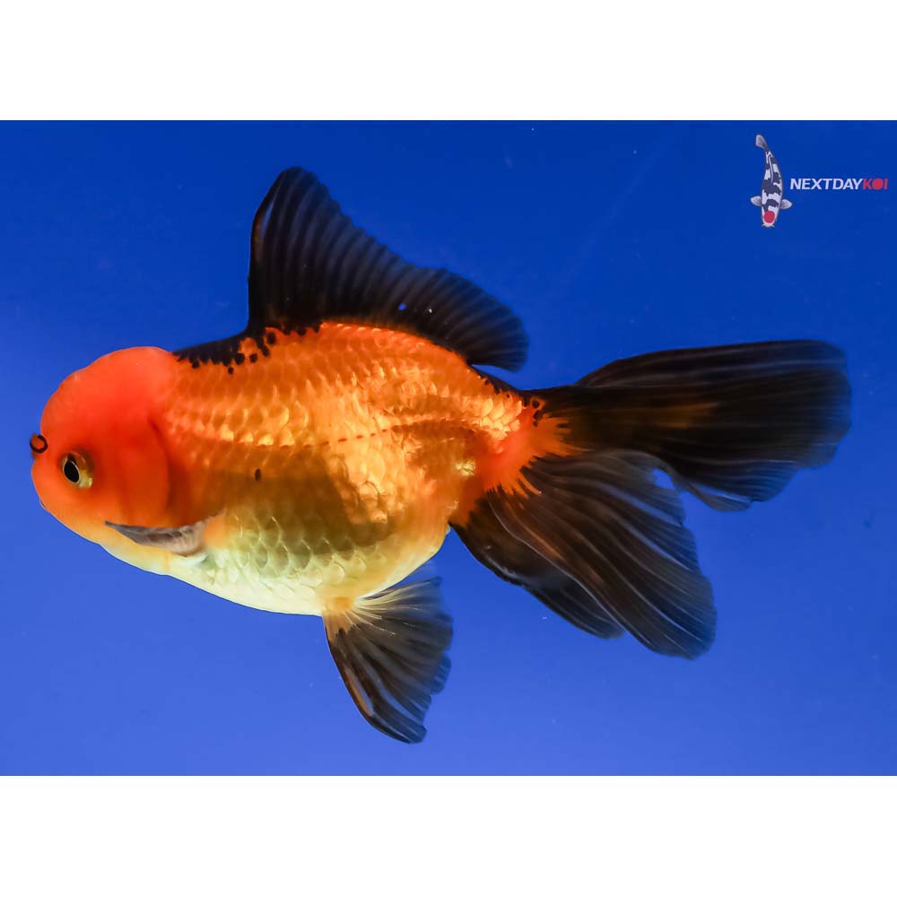4.5” Imported Red and Black Oranda - Image 2