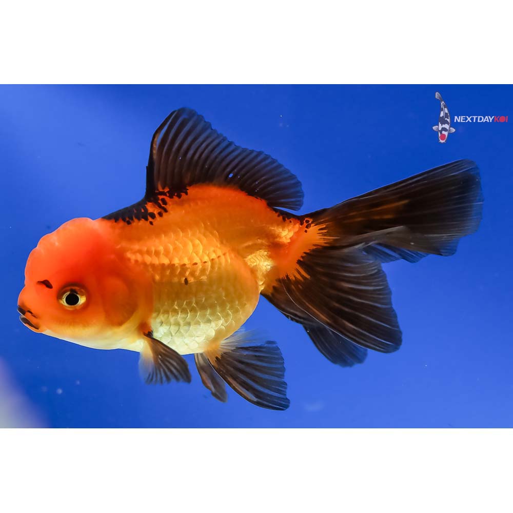 4.5” Imported Red and Black Oranda - Image 5