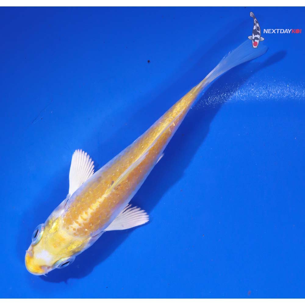 4” Imported Lemon Hariwake - Image 3