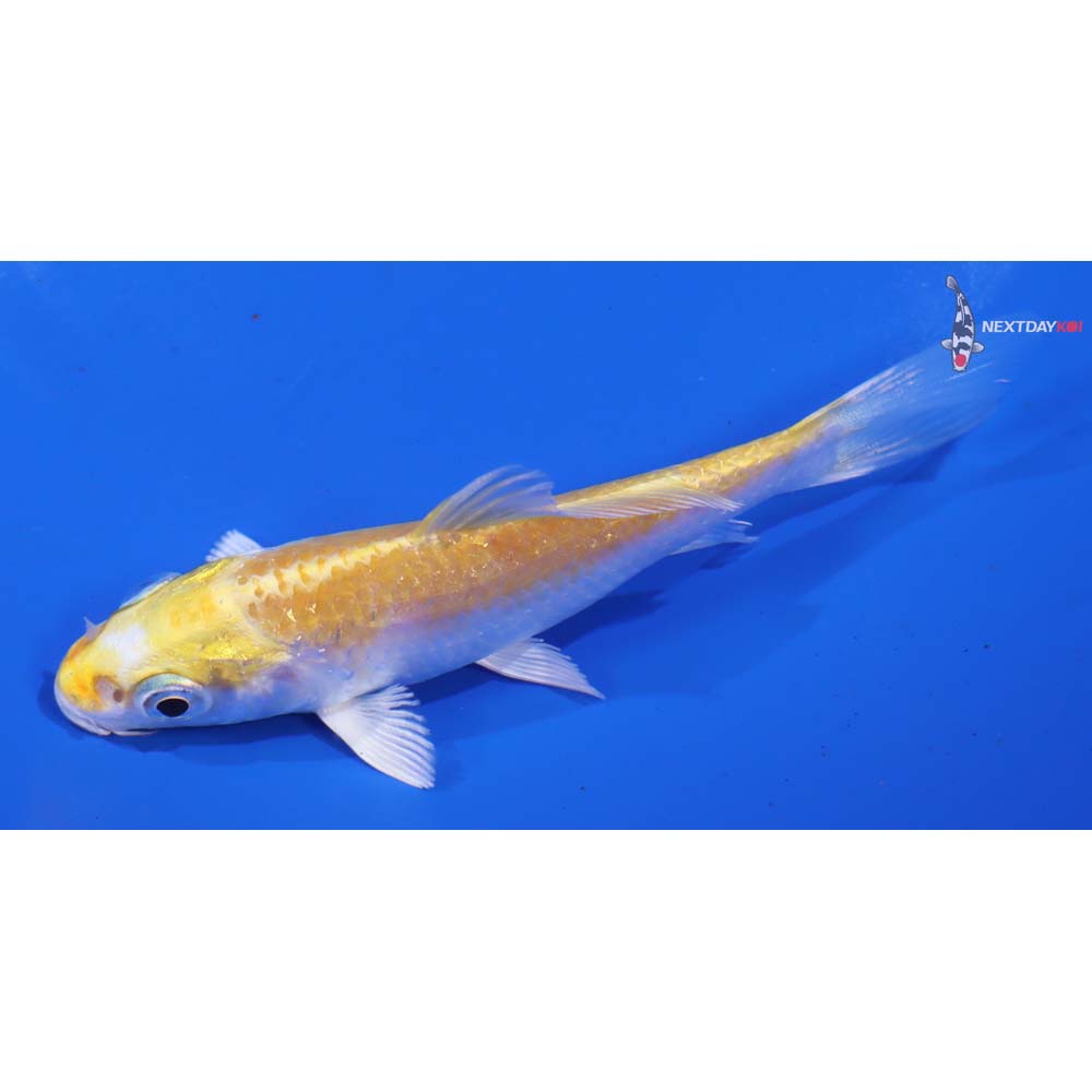 4” Imported Lemon Hariwake - Image 4