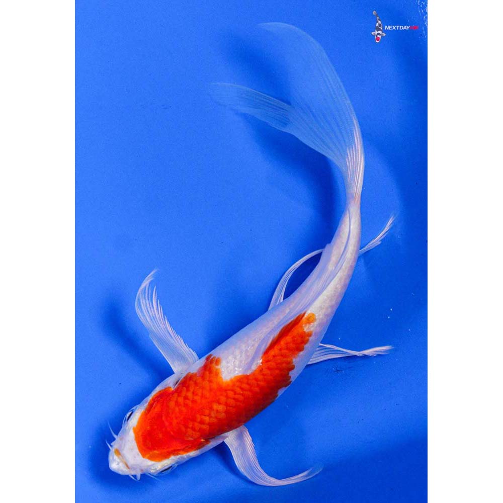 6” Imported Hariwake Butterfly Koi - Image 5