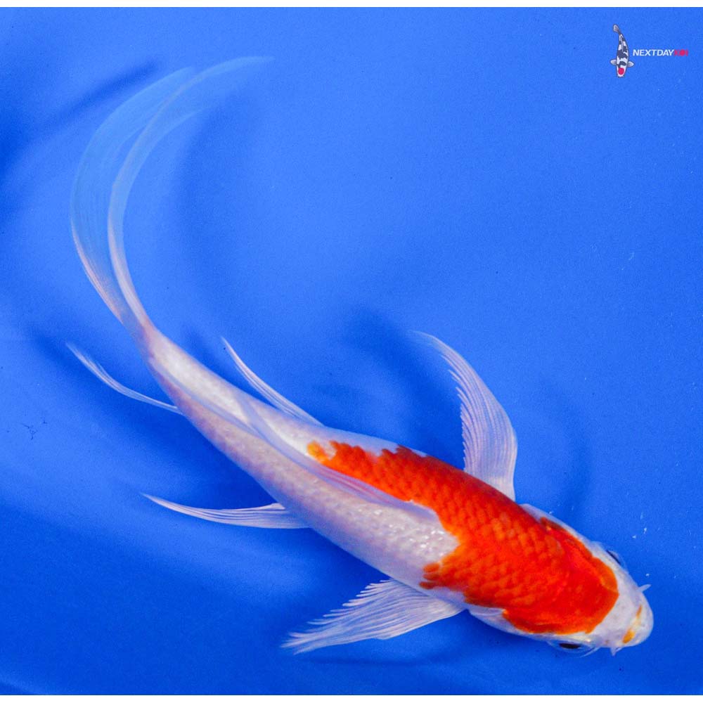 6” Imported Hariwake Butterfly Koi - Image 3