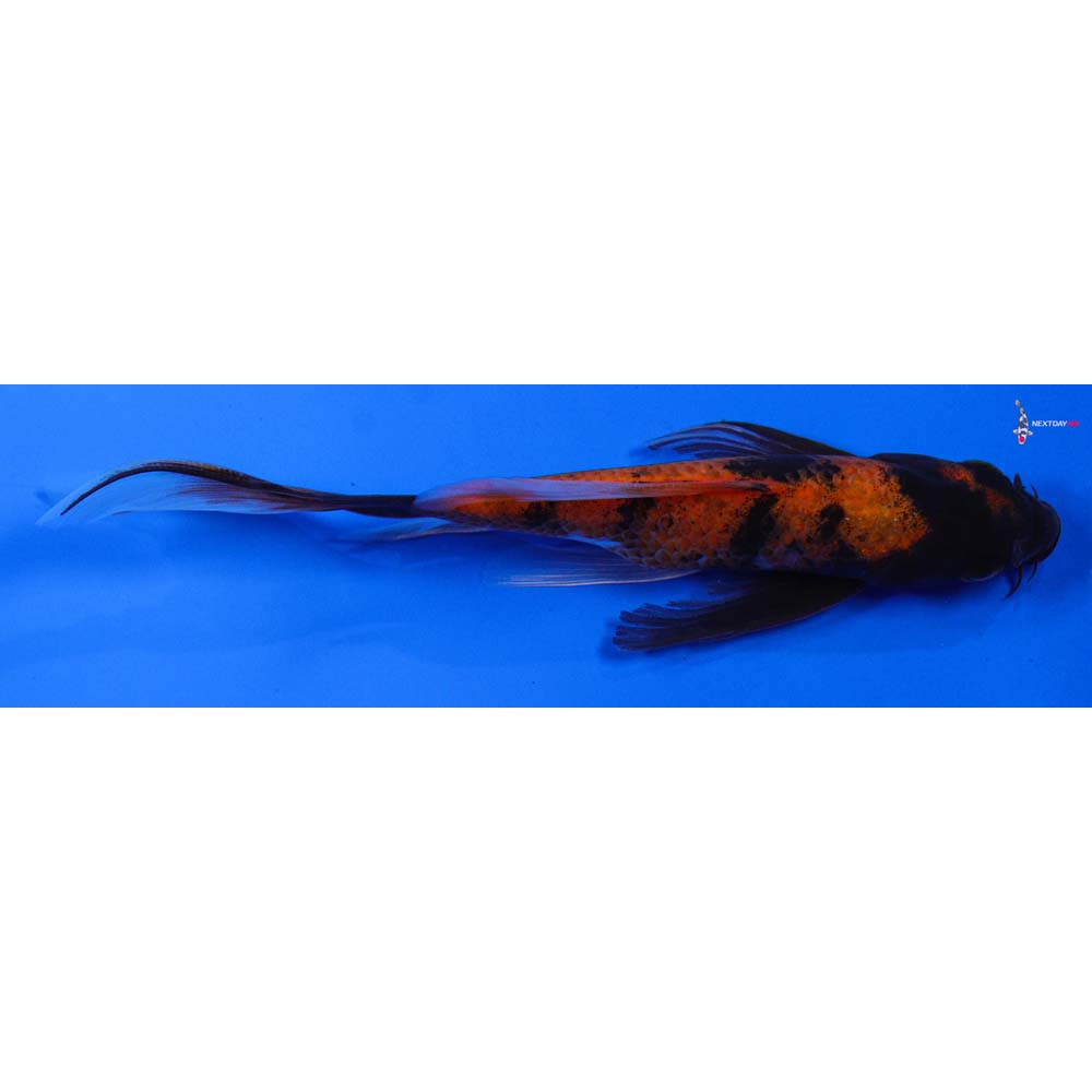 6” Imported Hi Utsuri Butterfly Koi - Image 2