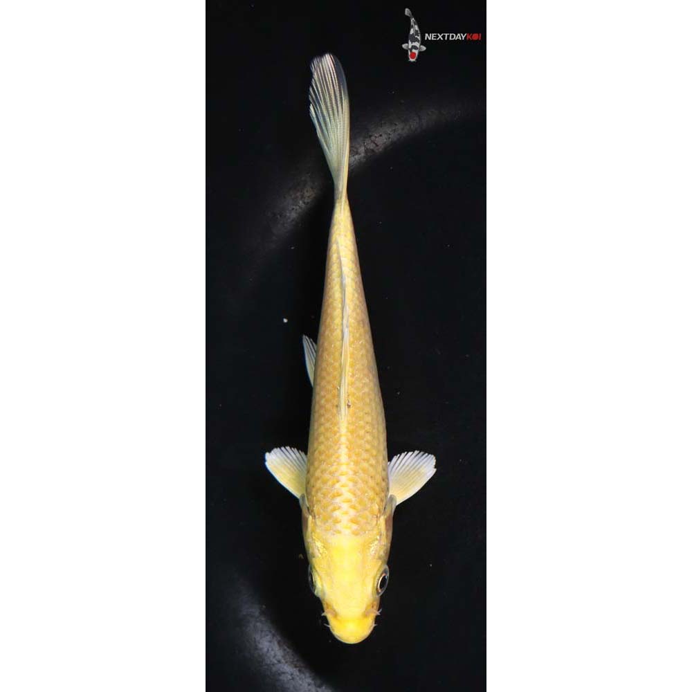 5.5” Imported Yamabuki Ogon