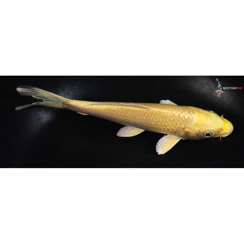 5.5” Imported Yamabuki Ogon - Image 2