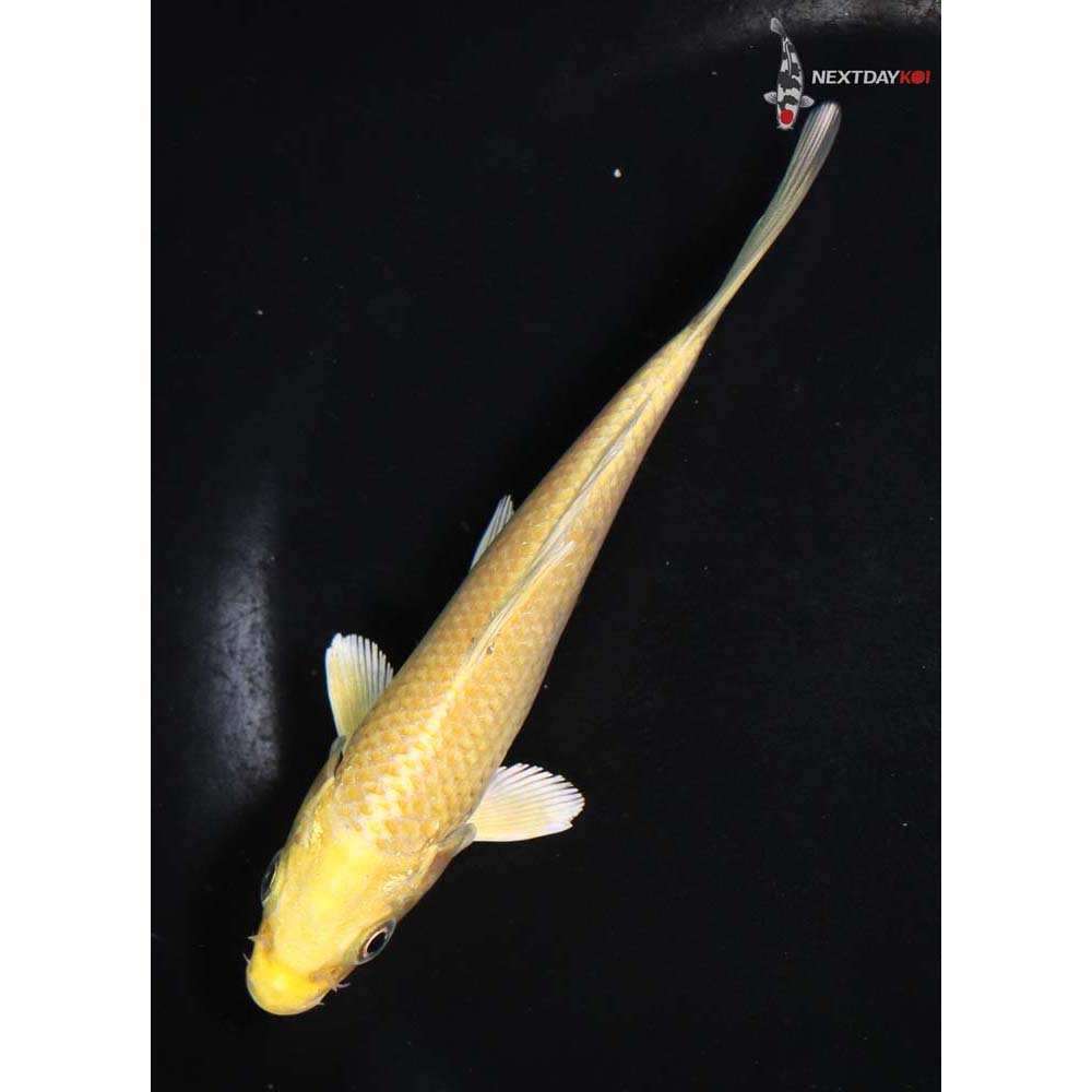 5.5” Imported Yamabuki Ogon - Image 3