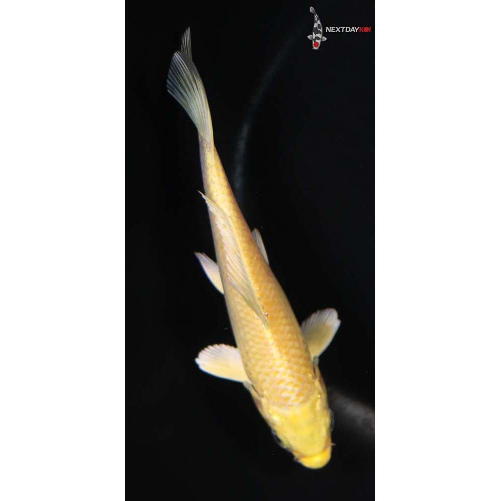 5.5” Imported Yamabuki Ogon - Image 5