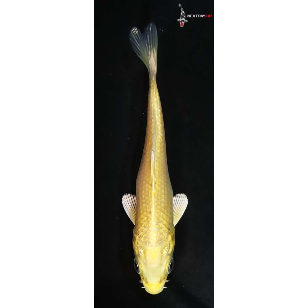 4” Imported Yamabuki Ogon