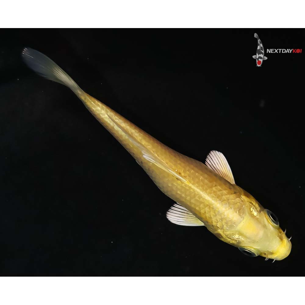 4” Imported Yamabuki Ogon - Image 3