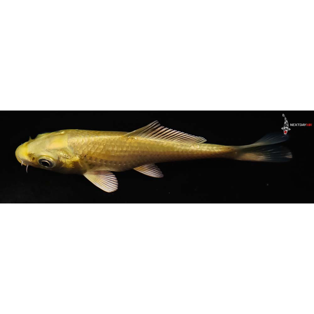 4” Imported Yamabuki Ogon - Image 4