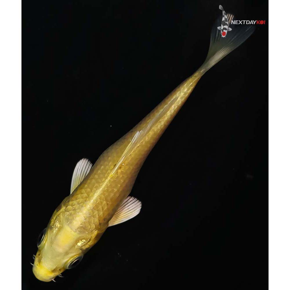 4” Imported Yamabuki Ogon - Image 5