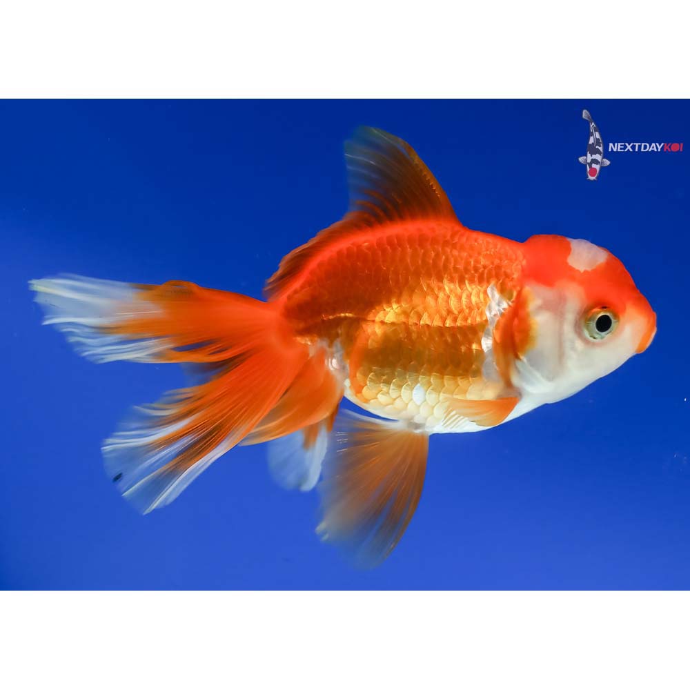 4” Imported Red and White Oranda