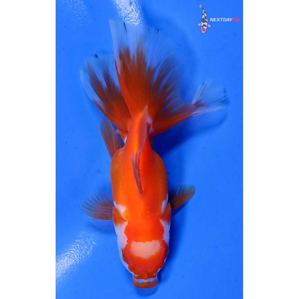 4” Imported Red and White Oranda - Image 3