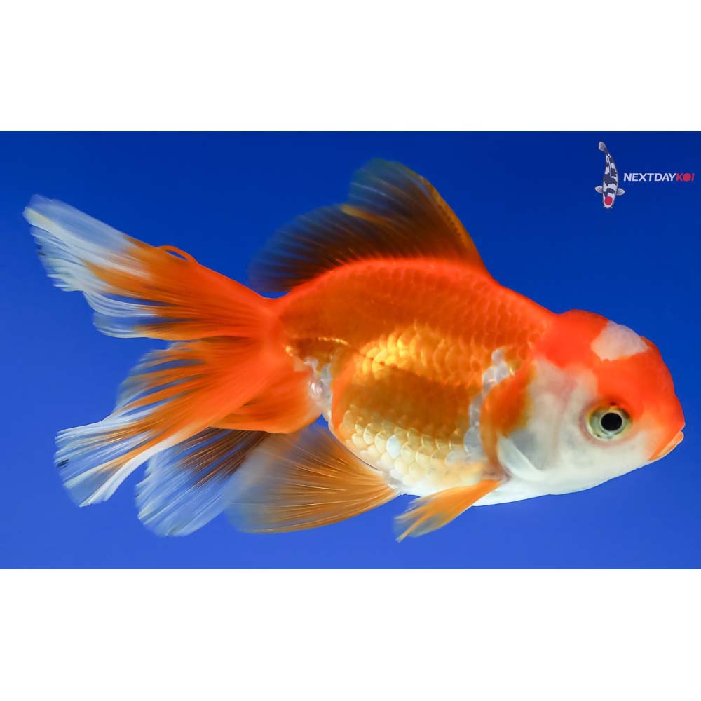 4” Imported Red and White Oranda - Image 4
