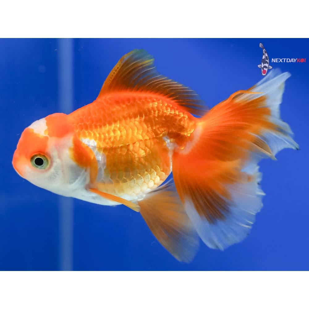 4” Imported Red and White Oranda - Image 5