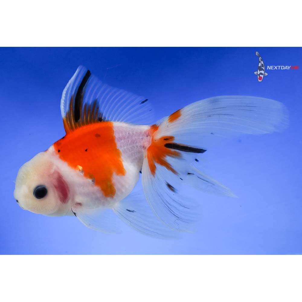 4.5” Imported Calico Oranda - Image 2