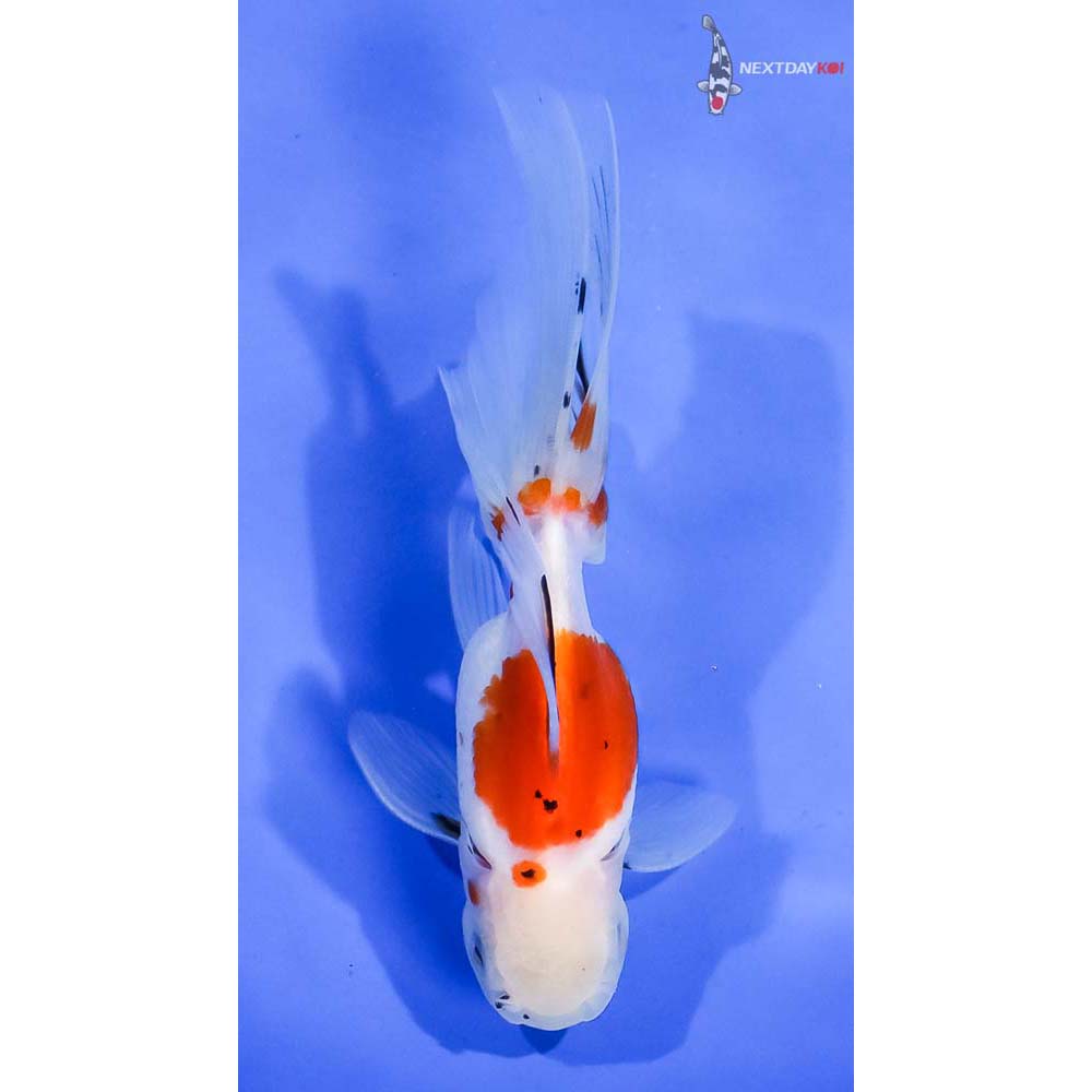 4.5” Imported Calico Oranda - Image 3