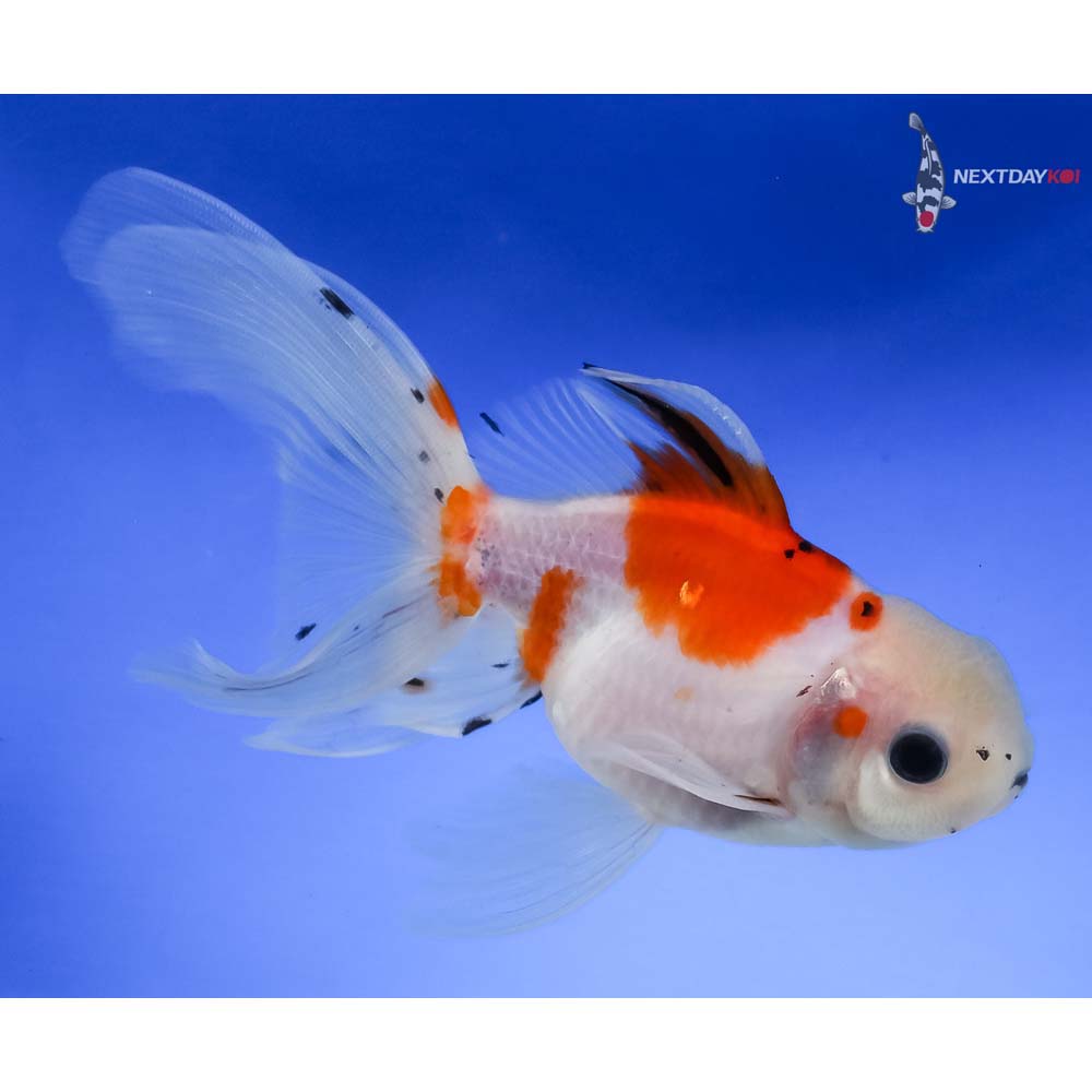 4.5” Imported Calico Oranda - Image 4