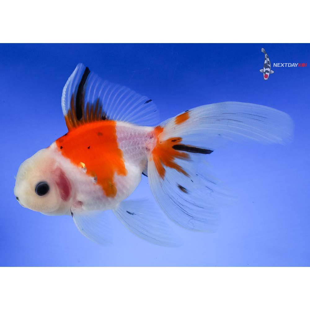 4.5” Imported Calico Oranda - Image 5