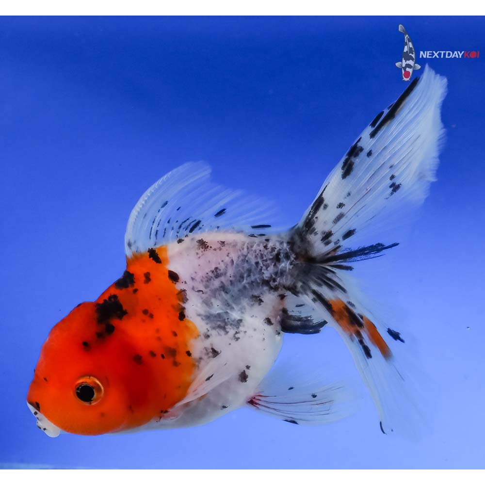 4.5” Imported Calico Oranda - Image 2