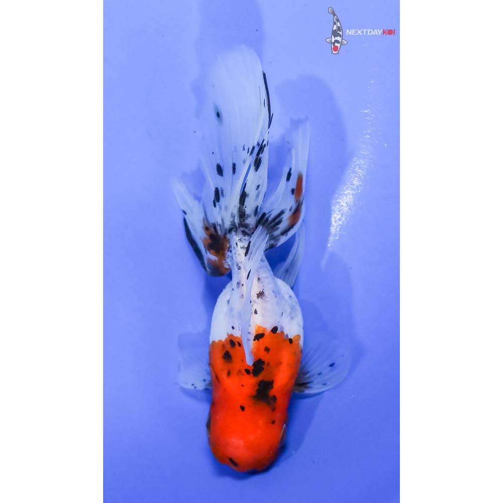 4.5” Imported Calico Oranda - Image 3