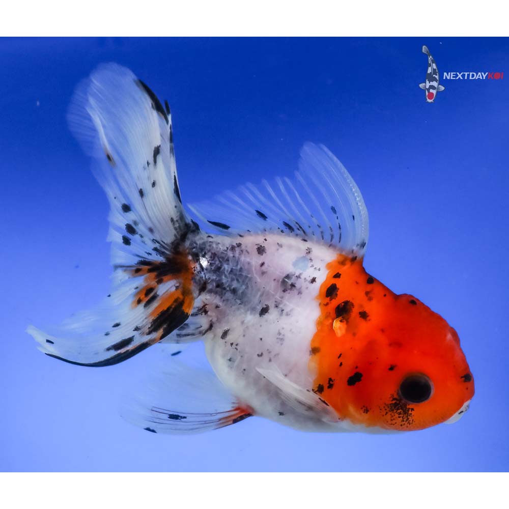 4.5” Imported Calico Oranda - Image 4