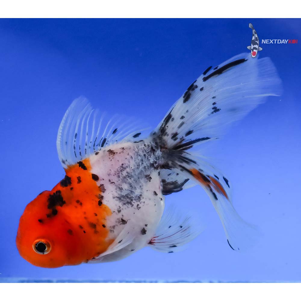 4.5” Imported Calico Oranda - Image 5