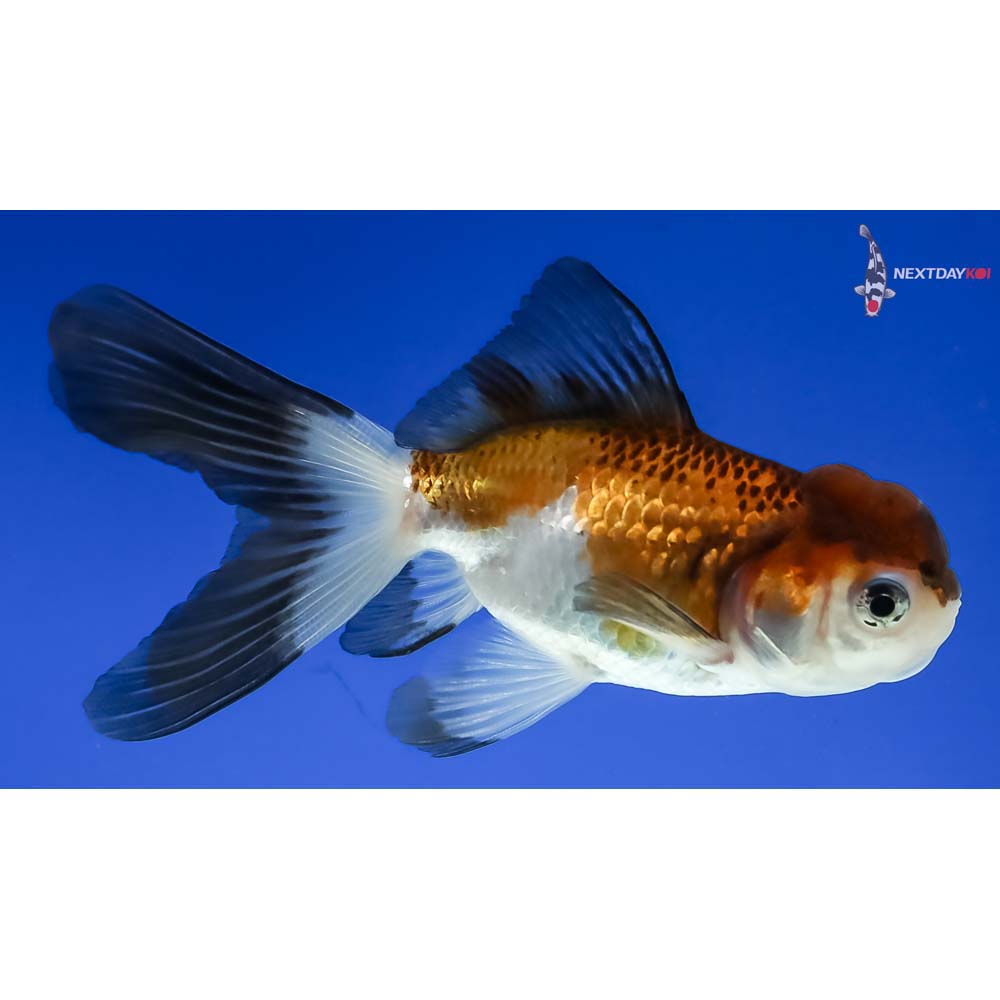 4” Imported Tri Color Panda Oranda