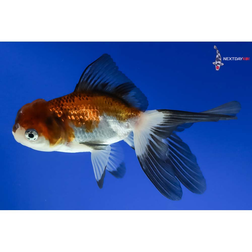 4” Imported Tri Color Panda Oranda - Image 2