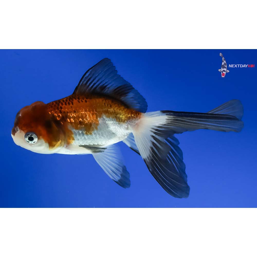 4” Imported Tri Color Panda Oranda - Image 5