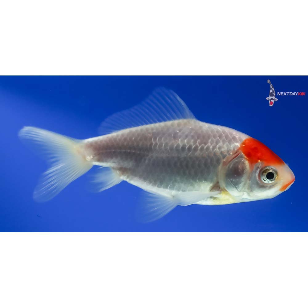 3” Imported Male Red and White Wakin - Image 2