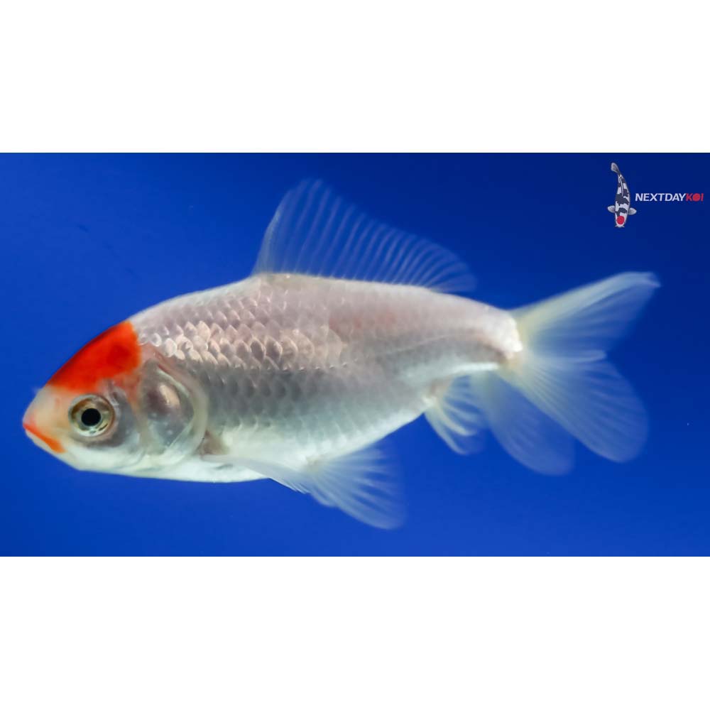 3” Imported Male Red and White Wakin - Image 3