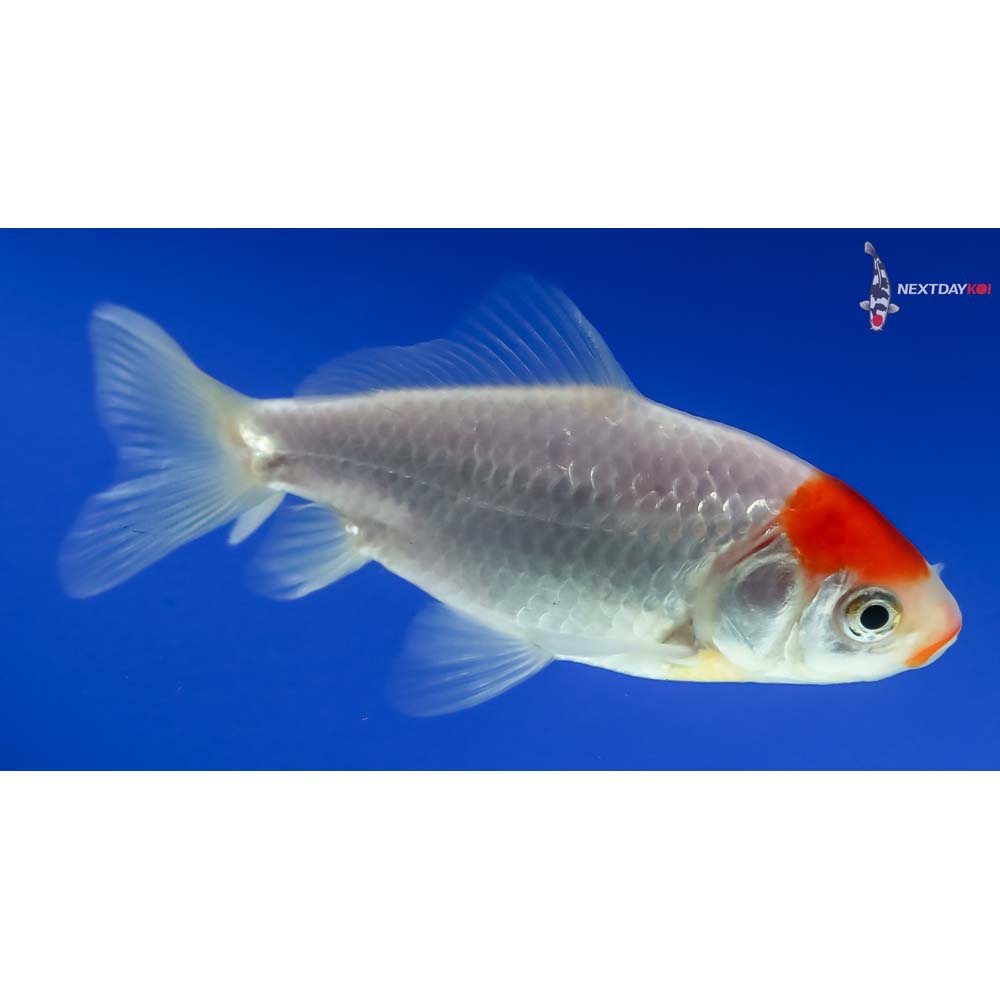 3” Imported Male Red and White Wakin - Image 4