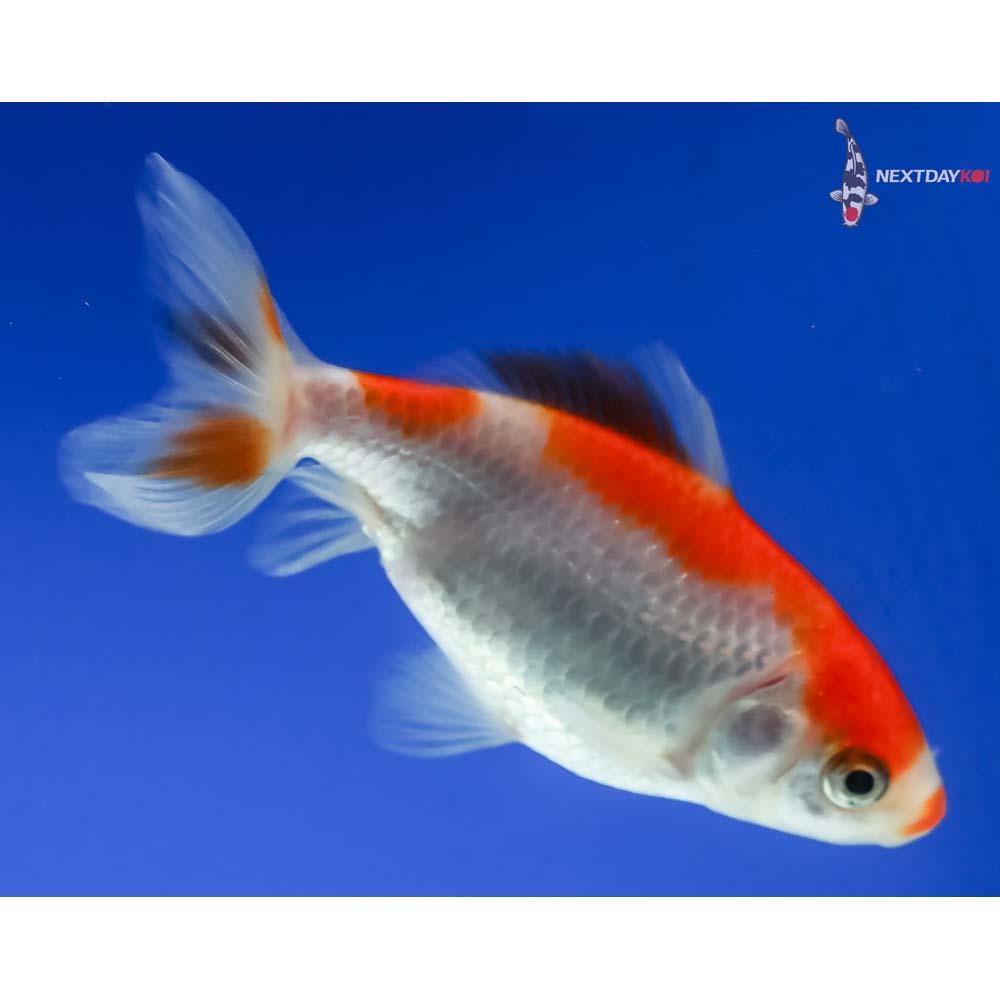 3.5” Imported Red and White Wakin - Image 2