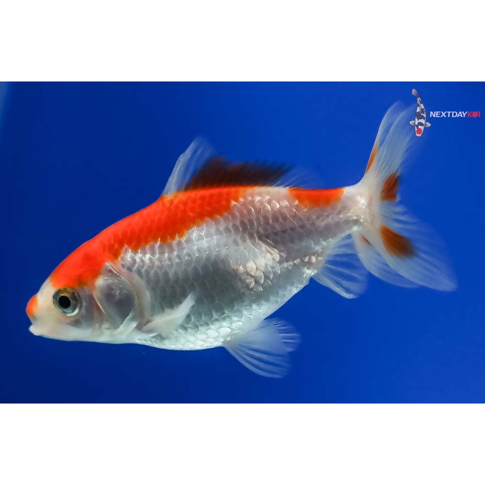 3.5” Imported Red and White Wakin - Image 3