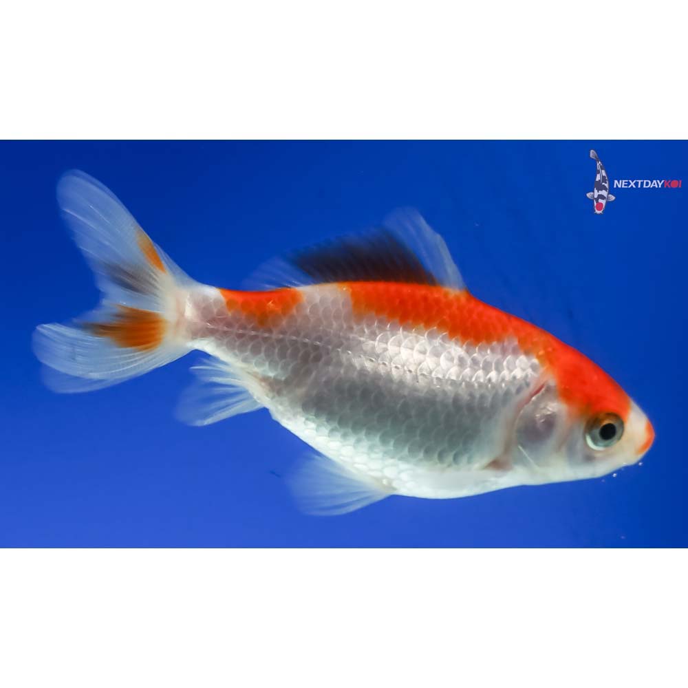 3.5” Imported Red and White Wakin - Image 4