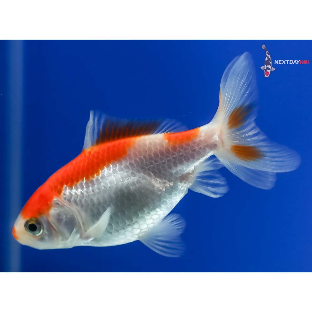 3.5” Imported Red and White Wakin - Image 5