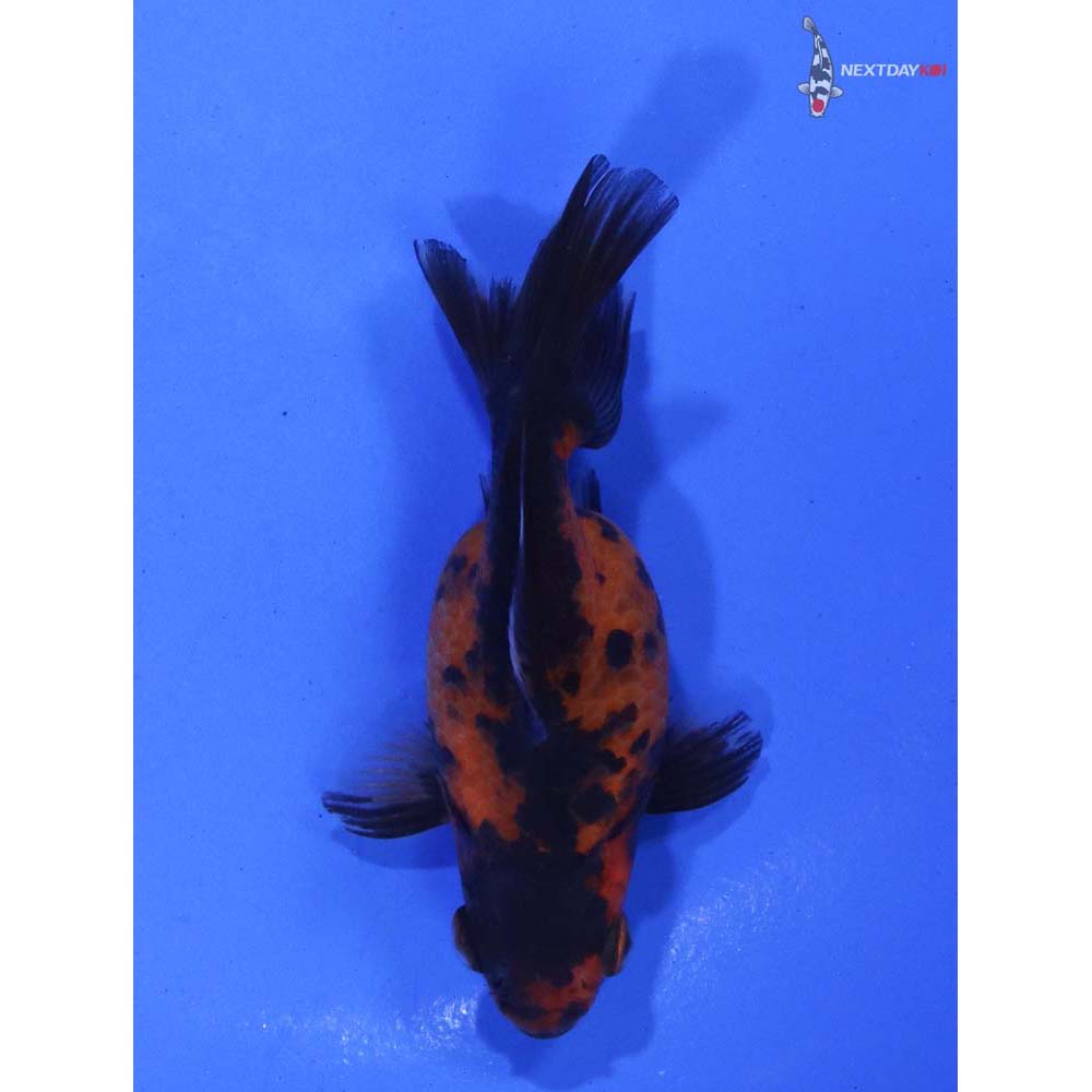 3” Imported Calico Ryukin - Image 3