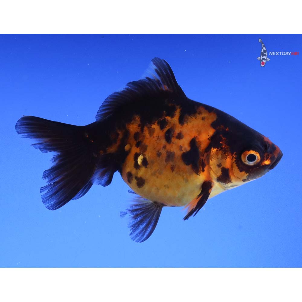 3” Imported Calico Ryukin - Image 4