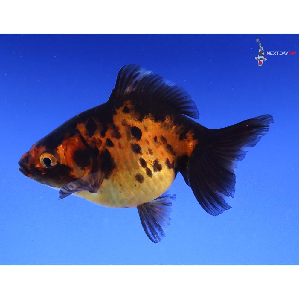 3” Imported Calico Ryukin - Image 5