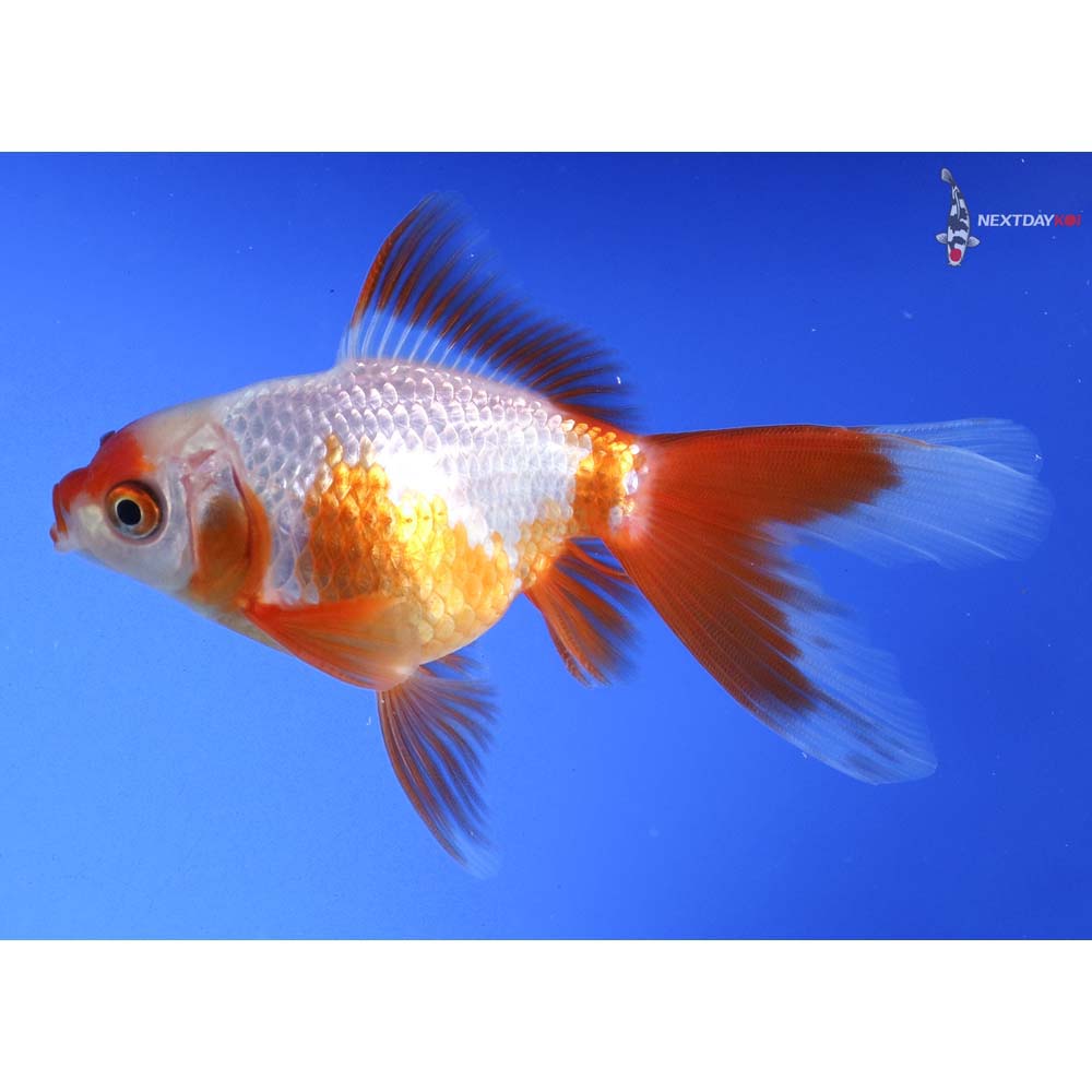 4” Imported Red and White Oranda - Image 2