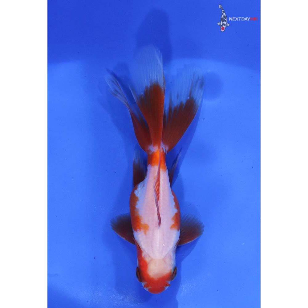 4” Imported Red and White Oranda - Image 3